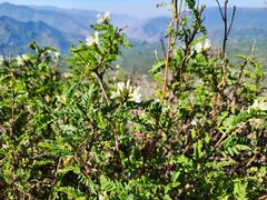 Astragalus garbancillo, photograph (c) GREGORY ANTHONY PAUCA TANCO, some rights reserved (CC BY)