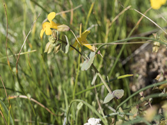 Erythranthe glaucescens