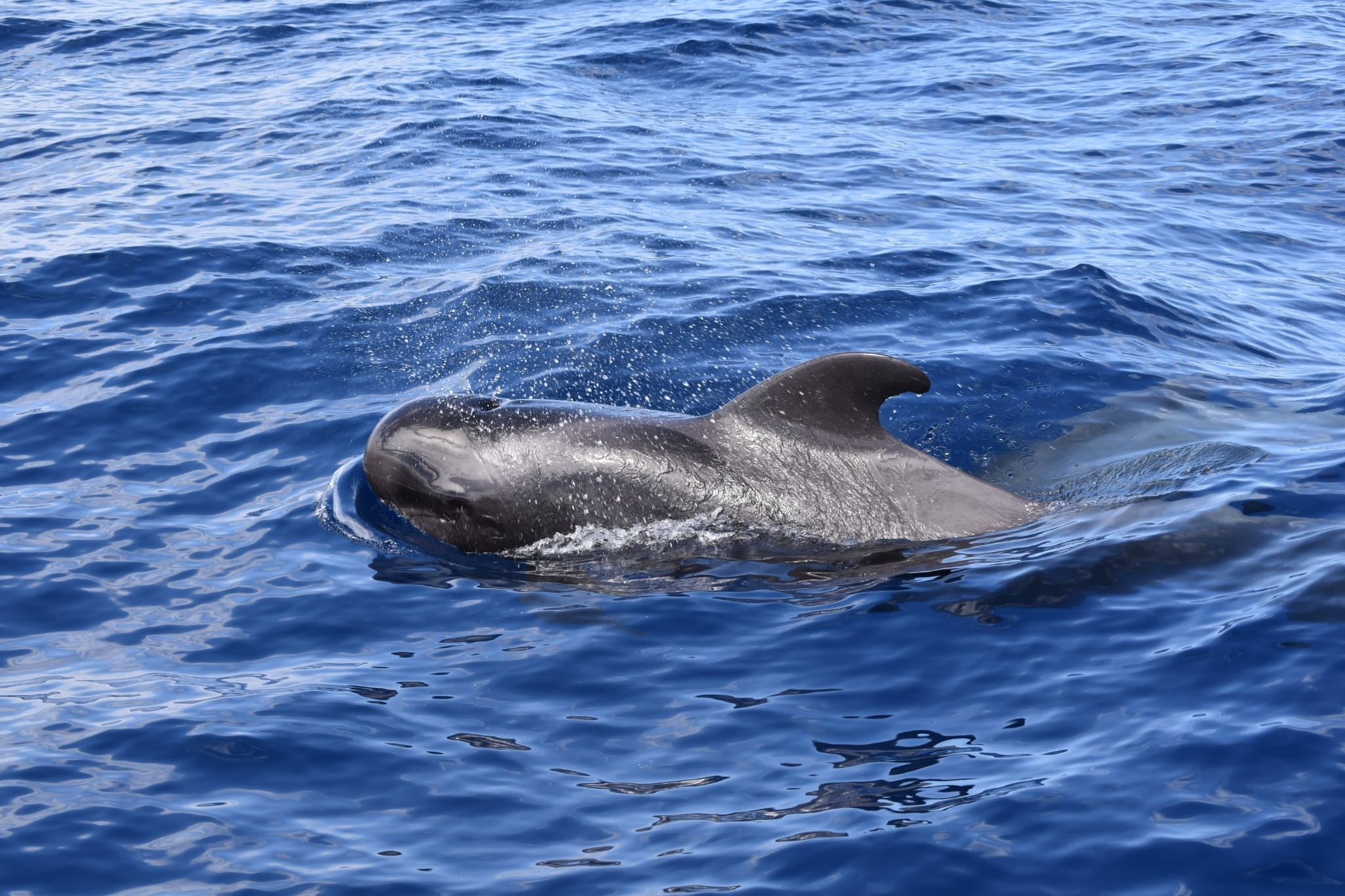 Globicephala macrorhynchus