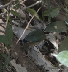 Pitta brachyura