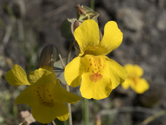 Erythranthe glaucescens
