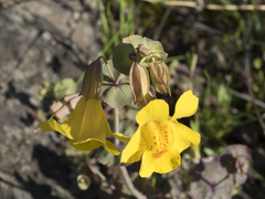 Erythranthe glaucescens