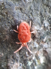 Allothrombium fuliginosum