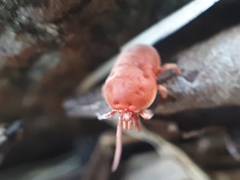 Allothrombium fuliginosum