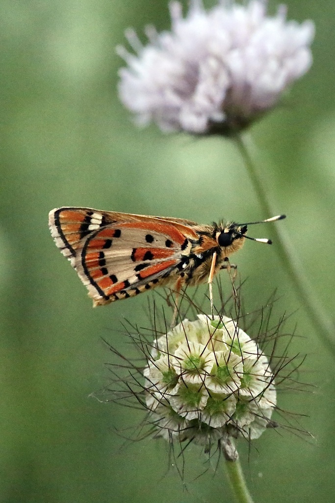 Fulvous Ranger