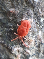Allothrombium fuliginosum