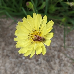 Lepidoptera