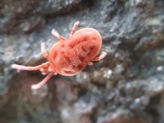 Allothrombium fuliginosum