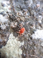 Allothrombium fuliginosum