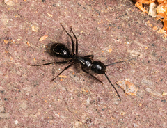 Camponotus laevigatus