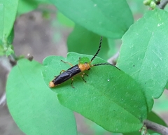 Tytthonyx ruficollis