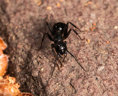 Camponotus laevigatus