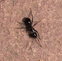 Camponotus laevigatus