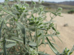 Johnstonella costata