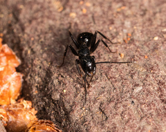Camponotus laevigatus