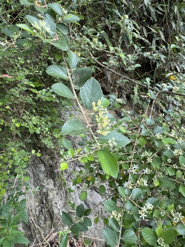 Grewia rhombifolia observed 2026-05-19