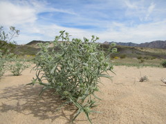 Johnstonella costata