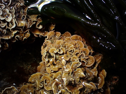 Mesophyllum observed 2026-05-04
