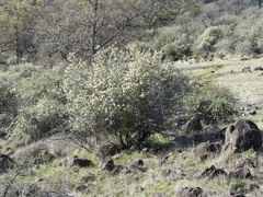 Ceanothus cuneatus cuneatus