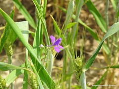 Consolida orientalis