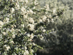 Ceanothus cuneatus cuneatus