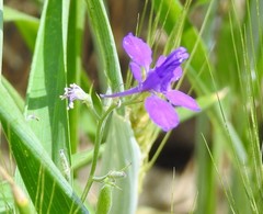 Consolida orientalis