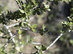 Ceanothus cuneatus cuneatus