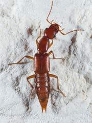 Biocrypta prospiciens