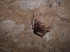 Spelungula cavernicola