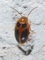 Sacodes pulchella