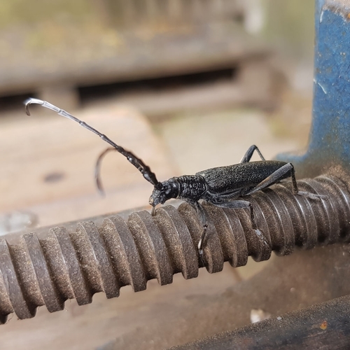Capricorn beetle