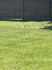 Rhipidura leucophrys