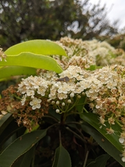 Lepidoptera