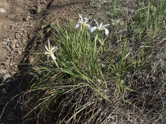 Iris macrosiphon