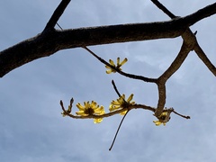 Handroanthus chrysanthus