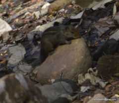 Funambulus tristriatus