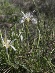 Iris macrosiphon