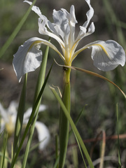 Iris macrosiphon