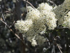 Ceanothus cuneatus cuneatus