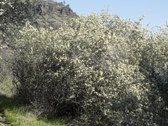 Ceanothus cuneatus cuneatus