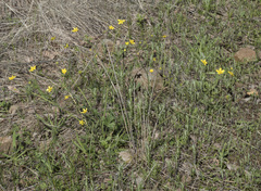 Ranunculus occidentalis occidentalis