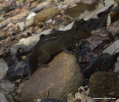Funambulus tristriatus