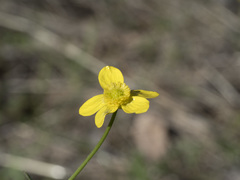 Ranunculus occidentalis occidentalis