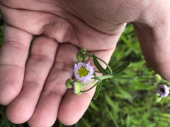 Erigeron tenuis