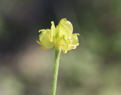 Ranunculus occidentalis occidentalis
