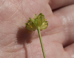 Ranunculus occidentalis occidentalis