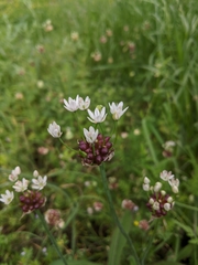 Allium