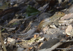 Funambulus tristriatus