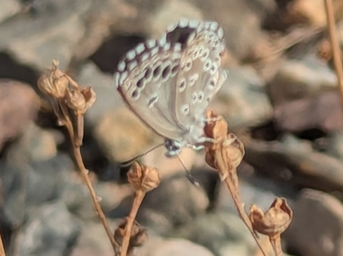 False Baton Blue