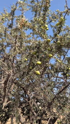 Argan tree